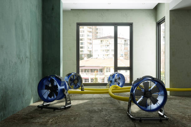Best Mold removal after water damage  in Roselle, IL